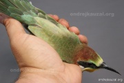 CZEP22-181 z