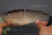 CZEP22-182 c2