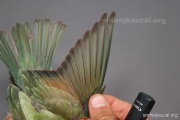 CZEP22-182 y