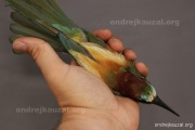 CZEP22-185 z