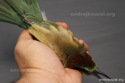 CZEP22-191 z