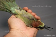 CZEP22-192 z