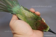 CZEP22-195 z