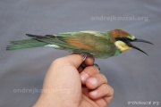 CZEP22-196 a