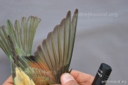 CZEP22-197 y