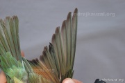 CZEP22-199 y