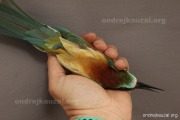 CZEP23-601 z