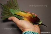 CZEP23-602 z