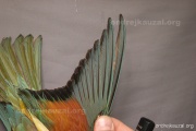 CZEP23-603 y