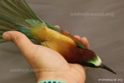 CZEP23-605 z