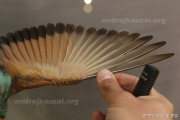 CZEP23-606 c2