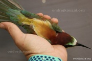 CZEP23-607 z