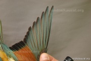 CZEP23-608 y
