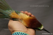 CZEP23-608 z