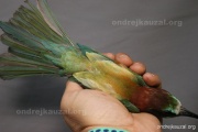 CZEP23-611 z