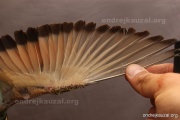 CZEP23-617 c2