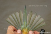 CZEP23-618 d