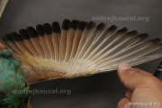 CZEP23-619 c2