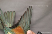 CZEP23-619 y