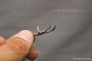 CZEP23-619 z