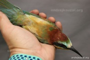 CZEP23-621 z