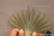 CZEP23-626 d