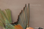CZEP23-626 y