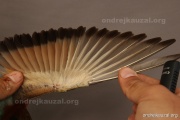 CZEP23-628 c2