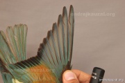 CZEP23-628 y