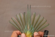 CZEP23-629 d