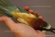 CZEP23-629 z