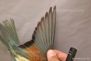 CZEP23-631 y
