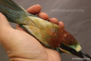 CZEP23-631 z