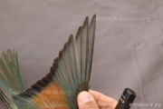 CZEP23-638 y