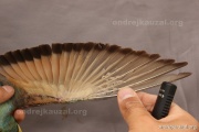 CZEP23-639 c2