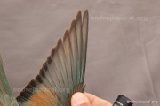 CZEP23-639 y