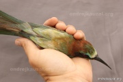 CZEP23-639 z