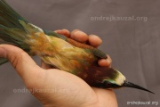 CZEP23-641 z