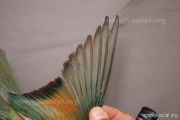 CZEP23-642 y