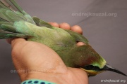 CZEP23-643 z
