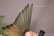 CZEP23-646 y