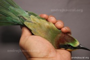 CZEP23-647 z