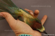 CZEP23-653 z