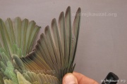CZEP23-654 y
