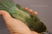 CZEP23-654 z