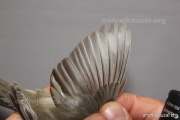CZEP26-074 y