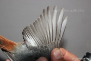 CZEP26-076 y