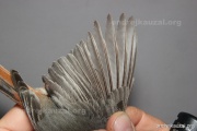 CZEP26-085 y
