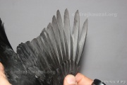 CZEP26-086 y