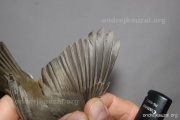 CZEP26-090 y